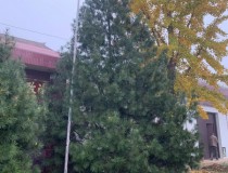 7米白皮松工程苗