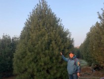 4.5米雄安精品苗2