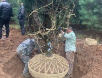 6米白皮松工程苗7