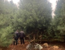 6米白皮松工程苗6