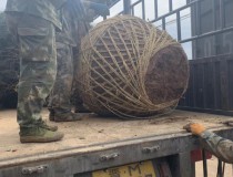 6米白皮松工程苗5