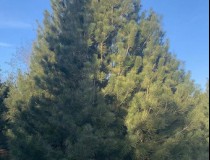 6米白皮松工程苗2