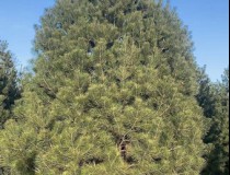 6米白皮松工程苗1