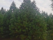 5米精品白皮松2