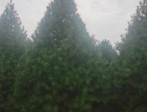 5米精品白皮松1