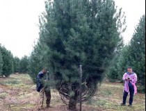 5米白皮松工程苗3