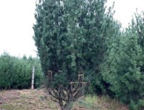 5米白皮松工程苗1