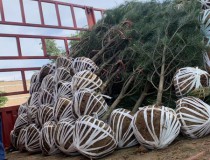 2米白皮松3级苗1