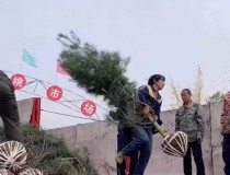 2.5至3米占地苗1