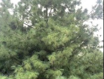 5.5米华山松工程苗6