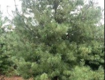 5.5米华山松工程苗5