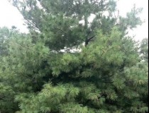 5.5米华山松工程苗3