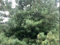 5.5米华山松工程苗2