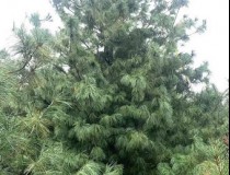 5.5米华山松工程苗1