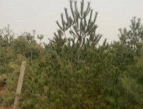 3米华山松工程苗2