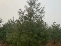 3米华山松工程苗1