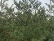 3米华山松工程苗