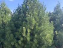 蓝田优质白皮松