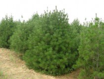 蓝田白皮松基地