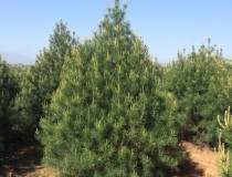 蓝田白皮松批发